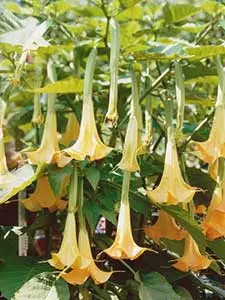 Brugmansia - Engelstrompete