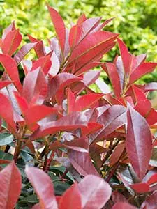 Glanzmispel - Photinia