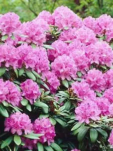 Rhododendron
