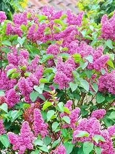 Flieder - Syringa
