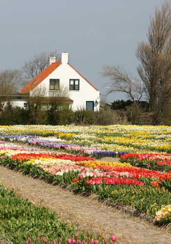 Blumenzwiebeln