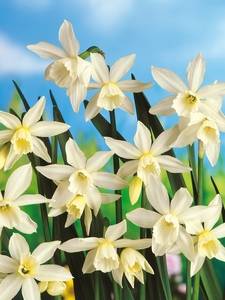 Triandrus daffodils