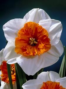 Large cupped daffodils