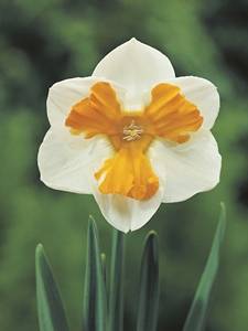 Split crown daffodils