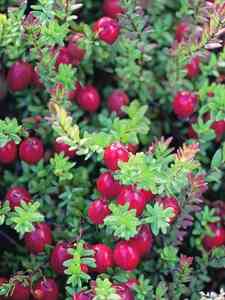 Cranberry Moosbeere