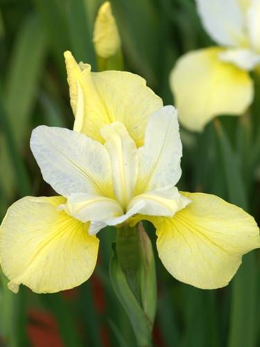 Siberische Schwertlilien Iris sibirica