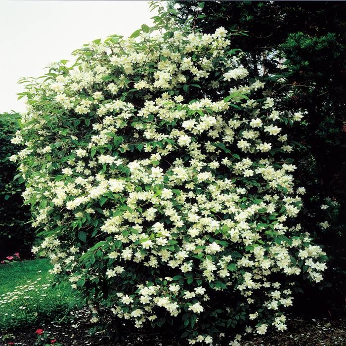 Philadelphus oder Pfeifenstrauch Mock Orange günstig kaufen