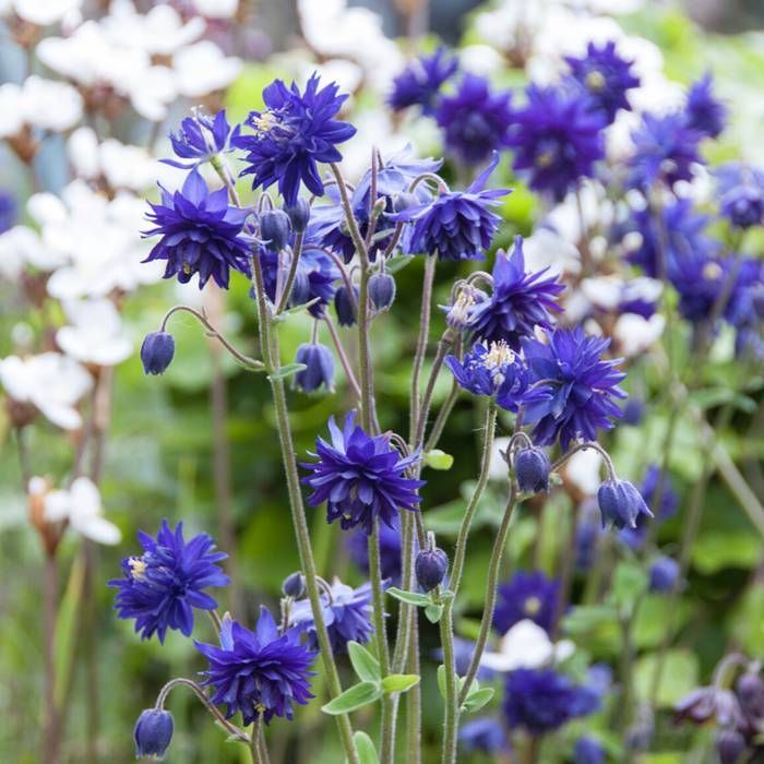 Aquilegia Blue Barlow günstig kaufen - Meingartenshop.at