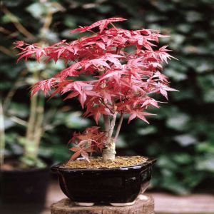 Bonsai Acer atropurpureum  15 cm pot