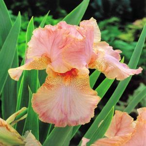 Iris germanica Salmon Pink