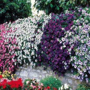 Petunia cascading Coll. Blue/Pink/Red P10