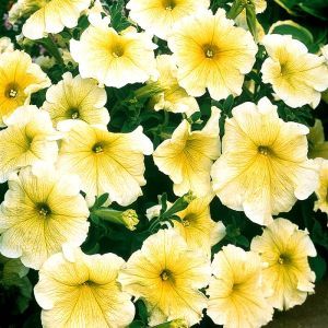Petunia  Cascadia Yellow