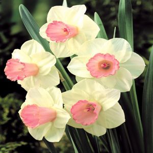 Narcissus Salomé 12/14 cm