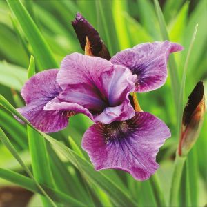 Iris sibirica 'Temper Tantrum'