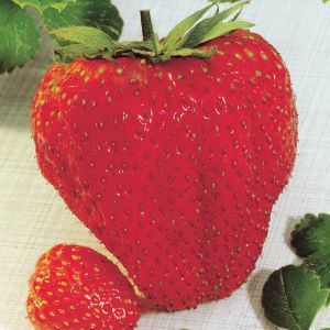 Strawberry 'Maxi Fructa' Los