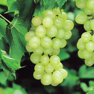Grape 'Pinot Blanc' White