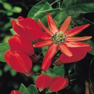 Passiflora Alata