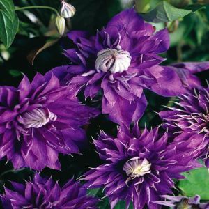 Clematis double flowering Multi Blue P11