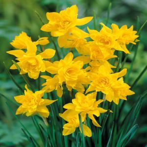 Narcissus Campernella 8/10 cm