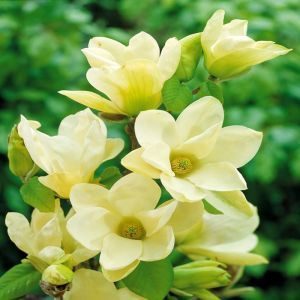 Magnolia denudata Yellow River P17