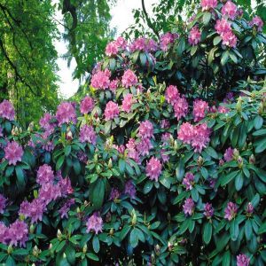Rhododendron catawbiense Blue P9
