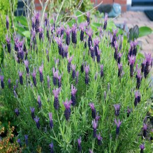 Lavendel Stoechas 17 cm pot