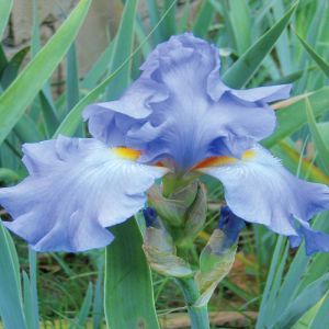 Iris germanica Metal Blue