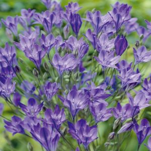 Brodiaea Alllure