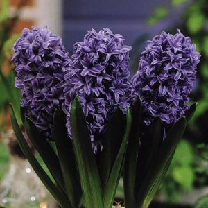 Hyacinth Blue 14/15