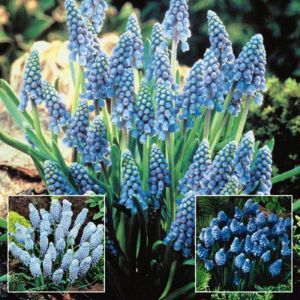 Muscari collection A (3 x 20)