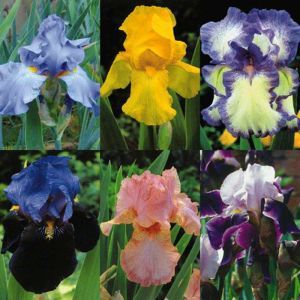 Iris germanica collection of 6 Varieties
