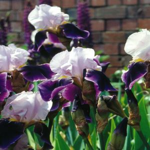 Iris germanica Purple and White