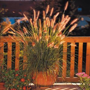 Pennisetum alopecuroides Herbstfreude