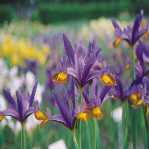 Iris hollandica 'Tigers Eye' 6/7