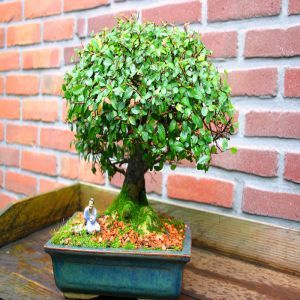 Bonsai Elm parvifolia Broom Style 20 cm pot 9 yr