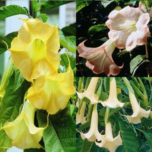 Brugmansia Coll. Pink/White/Golden