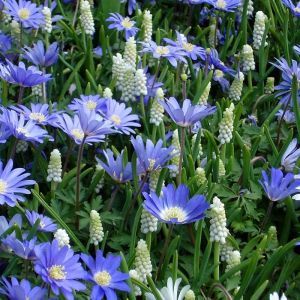 Blue and White Spring flowering garden