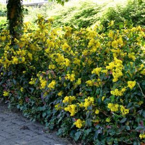 Mahonia atropurpurea  hedge