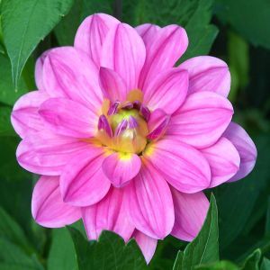 Dahlias Gerard 11