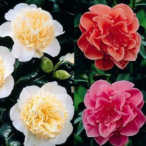 Camellia collection