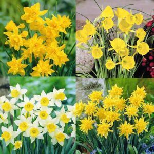 Narcissi Collection (4 x 10) B