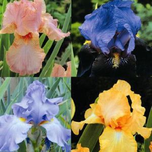 Iris germanica coll.(4 x 2) E. Blue/Golden/Purple/Pink