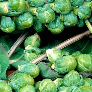 Brussels Sprouts Roodnerf seed bag
