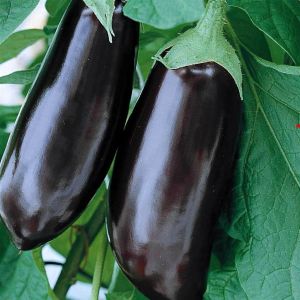 32060 Aubergine
