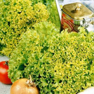 Lettuce Lollo Bionda seed bag