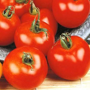 Tomato Moneymaker Seed Bag Picture