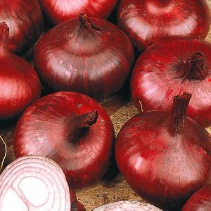Onion Improved Brunswick