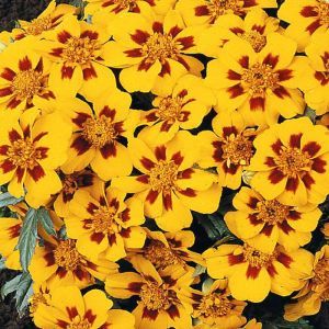 French marigold Granada Seed Bag Picture