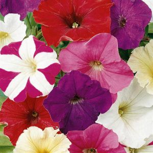 1 4570 Dwarf Petunia Mix