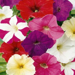 Petunia dwarf mixed Seed Bag Picture
